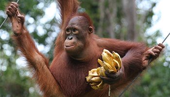 Viajes a Indonesia - Orangutan en Borneo