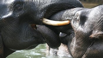 Viajes a Indonesia - Sumatra Elefantes