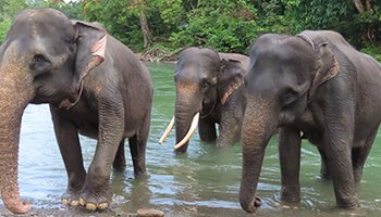 Viajes a Indonesia - Sumatra Elefantes
