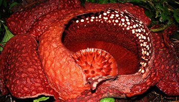 Viajes a Indonesia -Sumatra Flor Rafflesia